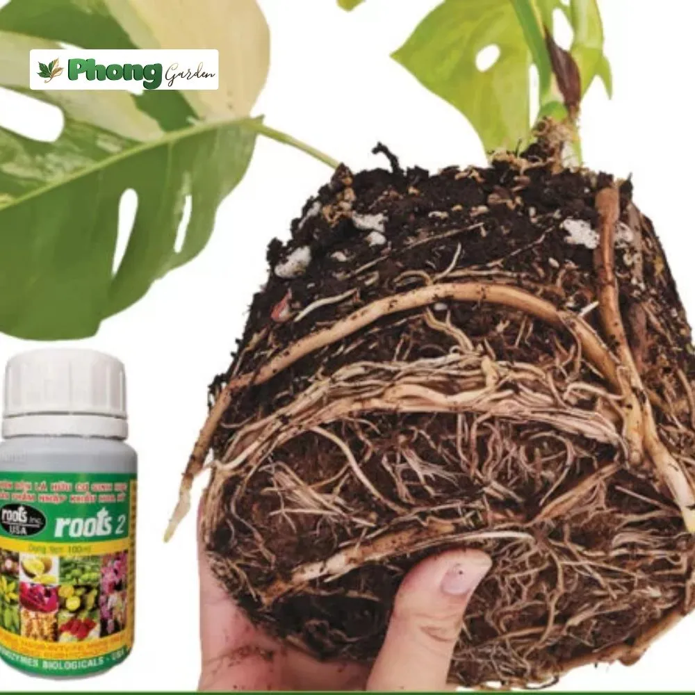 Công Dụng Của Phân Bón Lá Root 2